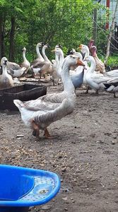 received_239609054149498