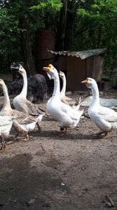 received_2543078319341083