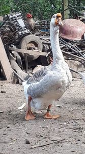 received_906042533192811