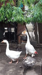 received_2469183300059193
