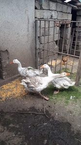 received_242367423795274