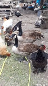 received_542432943341673