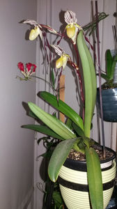 paphiopedilum "philippinense"