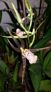 bratonia "shelob tolkien pink"