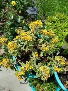 Sedum kamtschaticum variegatum