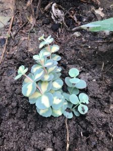 Sedum Sieboldii variegat