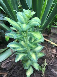 Sedum Spectible variegat