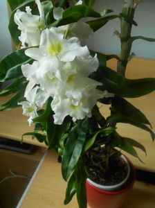 orhidee 12 Dendrobium nobile dec 2018