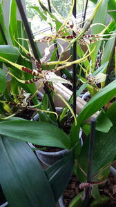 brassia "toscane"