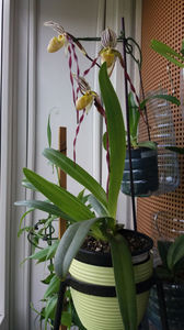 paphiopedilum "philippinense"