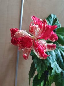 received_3025500944192159
