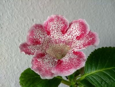 14a