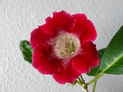 16b