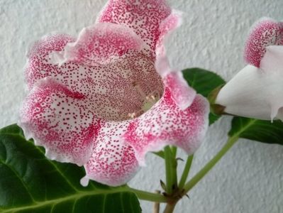 19a