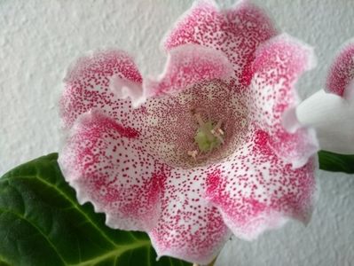 19b