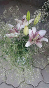 lilium orientale "sweet zanica"-gypsophila paniculata