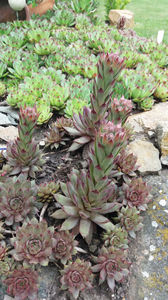 sempervivum mix