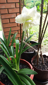 amaryllis "snow white"