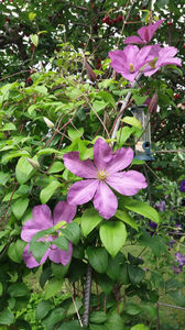clematis hybr. pink