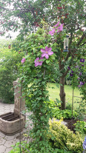 clematis hybr. pink