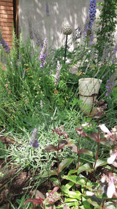 lavandula ngustifolia
