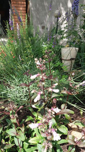 penstemon "dark tower"