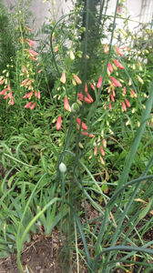 penstemon pink