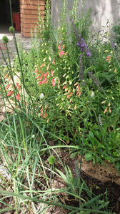 penstemon pink