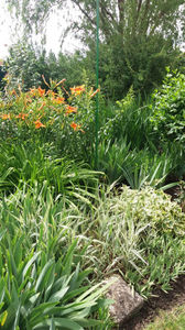 hemerocallis flava