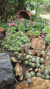 sempervivum mix