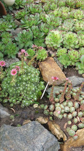 sempervivum mix