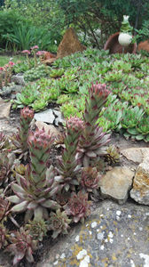 sempervivum mix