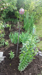 lilium orientale