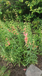 penstemon pink