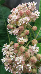 asclepias syriaca