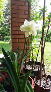 amaryllis "snow white"