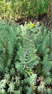 sedum rupestre