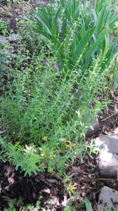 hyssopus officinale (isop)