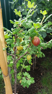 Ribes uva crispa (agris)