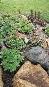 sempervivum mix