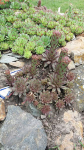 sempervivum mix