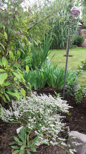 limonium tataricum(saraturica)