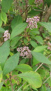 callicarpa bodinieri