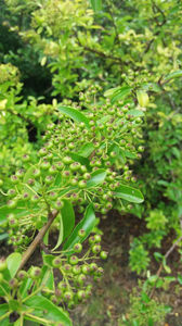 pyracantha coccinea red