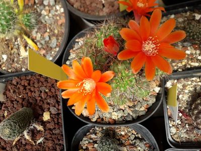 Rebutia sp