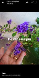 Duranta