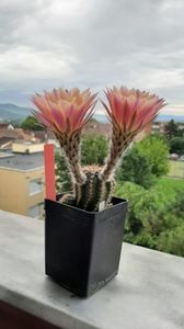 Echinopsis TS 9