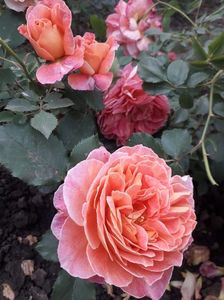 IMG-20200605-WA0000