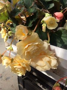 21.06.2020- begonia; Nu m-am putut abține și asta a venit cu mine pt 2,45€ + Orhideea vecinei+ o begonie portocalie :)))
