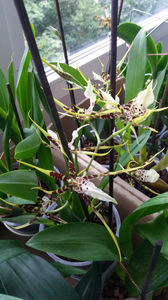 brassia "toscane"
